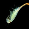 Zabronozka letni - Branchipus schaefferi - Fairy Shrimp 5495